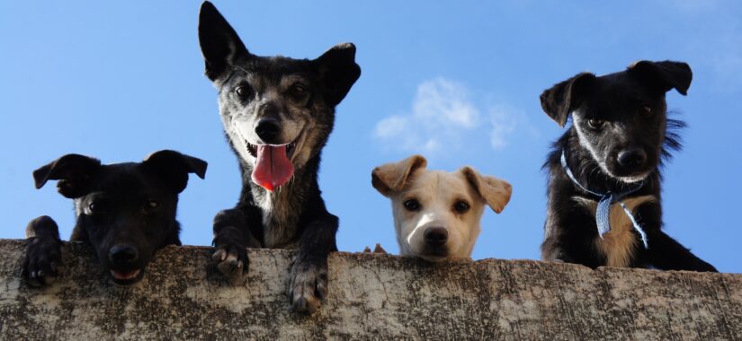 Hunde kigger over hegn