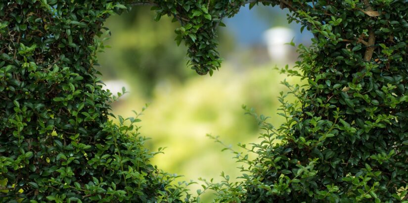Hjerte i busk